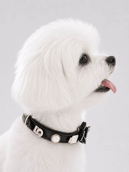 Interchangeable Charm Pet Collar - PawPaw Palace -