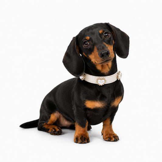 Dachshund wearing a personalized dog collar with heart pearl charms and engraved ID tag