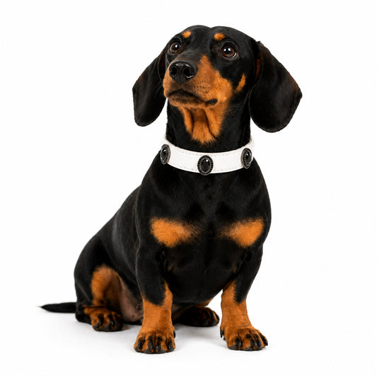 Dachshund wearing a personalized dog collar with black gem charms