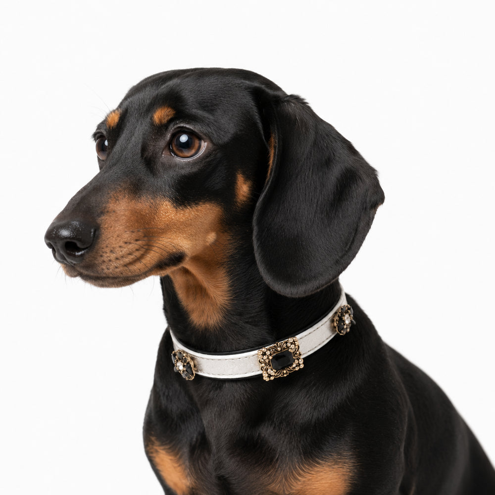 DIY Collar Bundle