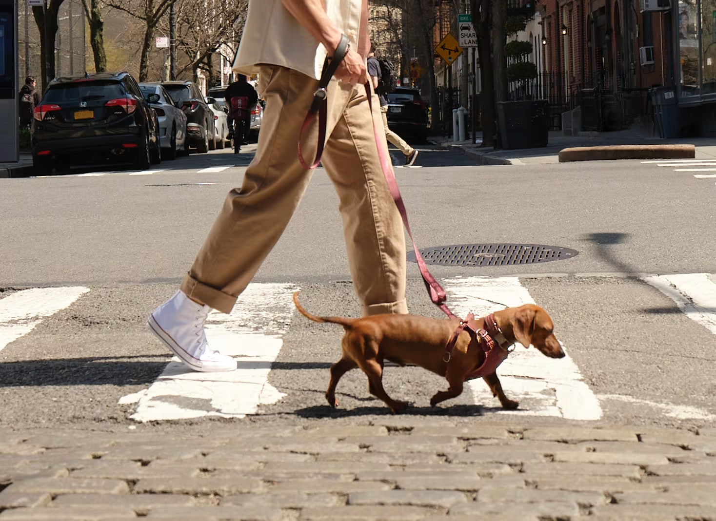 Dog collar charms styled on a small brown dachshund during a city walk with its owner