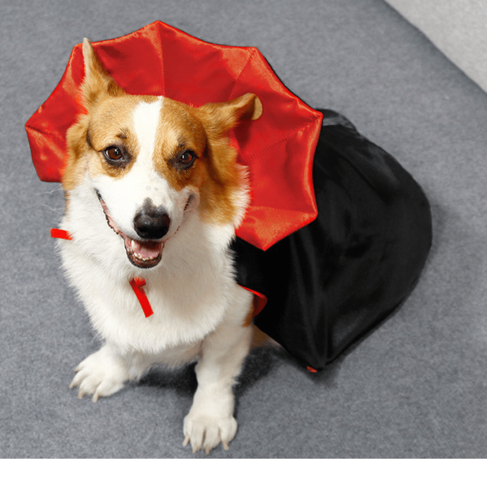 Halloween Vampire Cape for Cats and Dogs - PawPaw Palace - PHA3535S-1