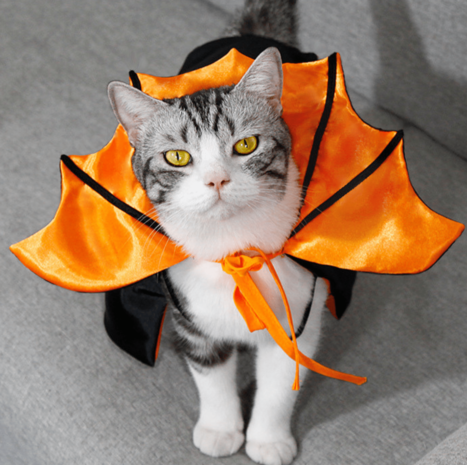Halloween Vampire Cape for Cats and Dogs - PawPaw Palace - PHA3535S-1