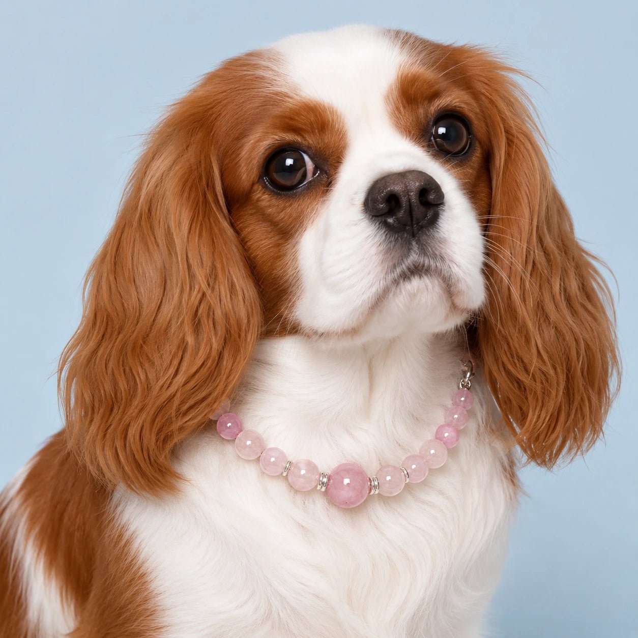 Healing Crystal Pet Collar for Dogs and Cats - PawPaw Palace - 