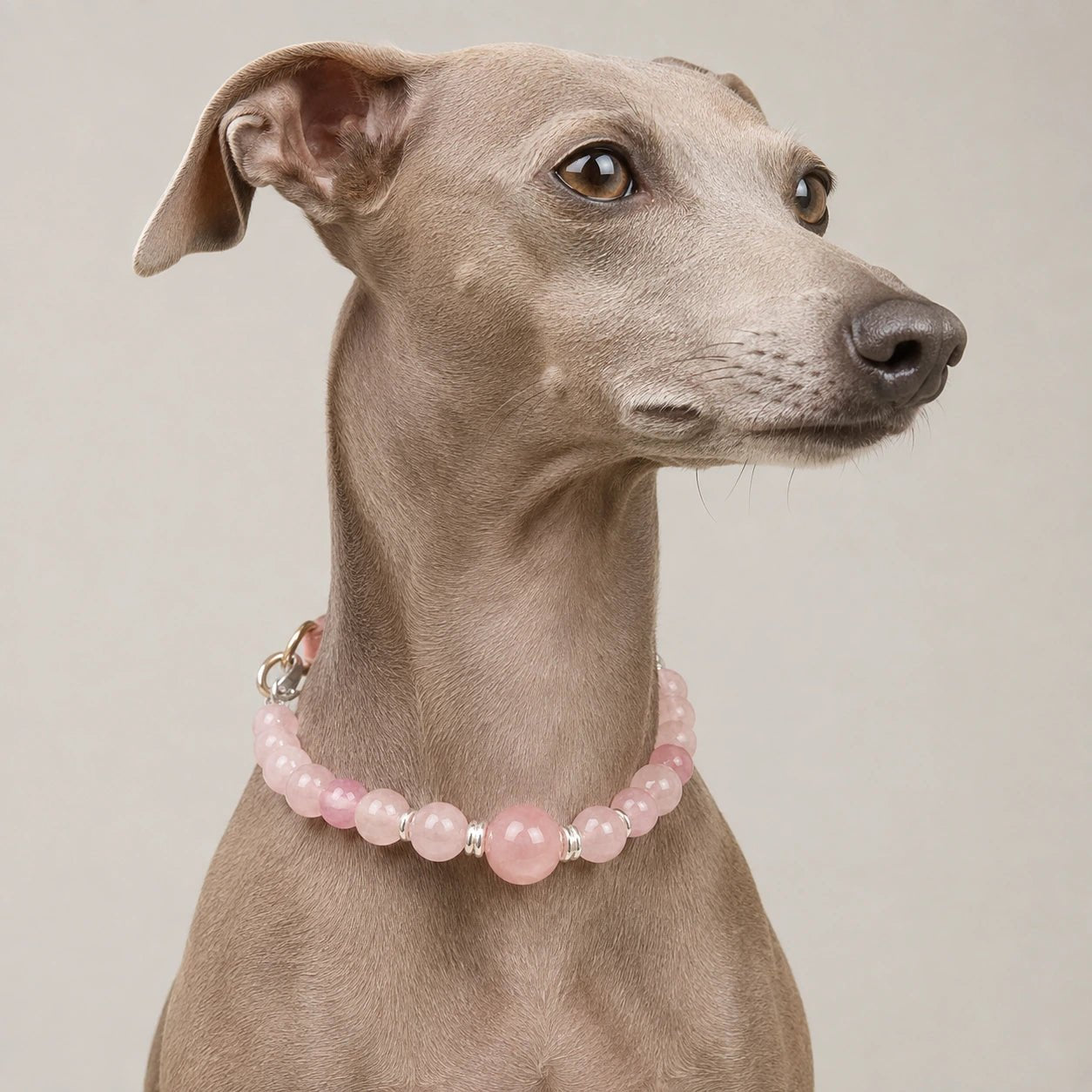 Healing Crystal Pet Collar for Dogs and Cats - PawPaw Palace - 