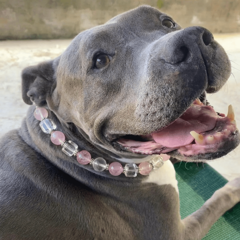 Healing Crystal Pet Collar with DIY Charm – Necklace for Dogs & Cats - PawPaw Palace - 