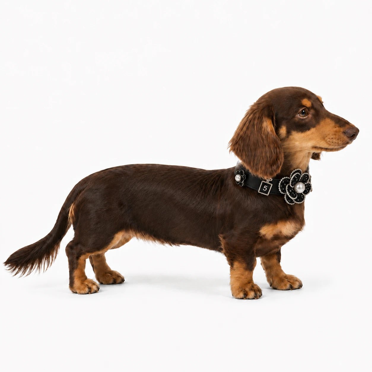 Interchangeable Charm Pet Collar - PawPaw Palace - 