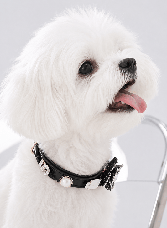 Interchangeable Charm Pet Collar - PawPaw Palace - 