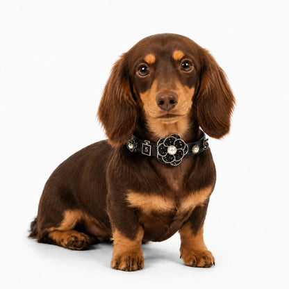 Interchangeable Charm Pet Collar - PawPaw Palace - 