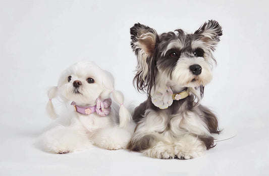 Live Exclusive – Build Your Own Collar Set - PawPaw Palace - 