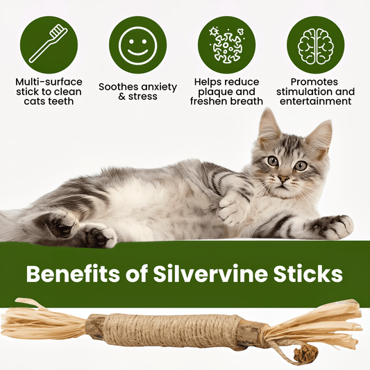 Natural Silvervine Dental Sticks| Catmint Silvervine Blend Sticks - PawPaw Palace - 