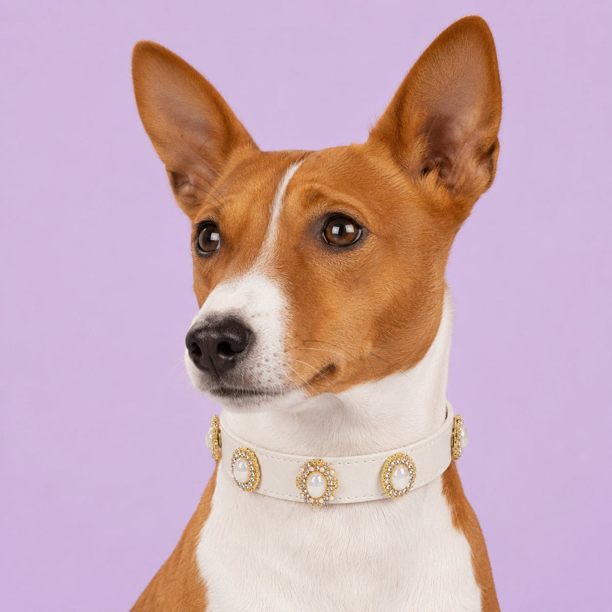 A dog with Personalized Dog Collar with White Baroque Interchangeable Charms