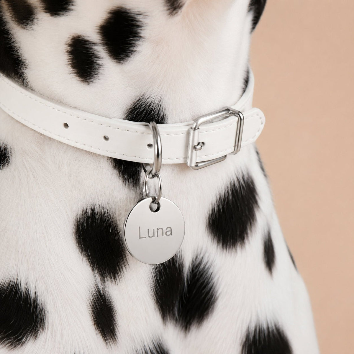 A Dalmatian with Personalized Circle Shape ID Tag Dog Collar 