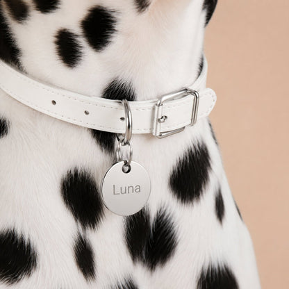 A Dalmatian with Personalized Circle Shape ID Tag Dog Collar 