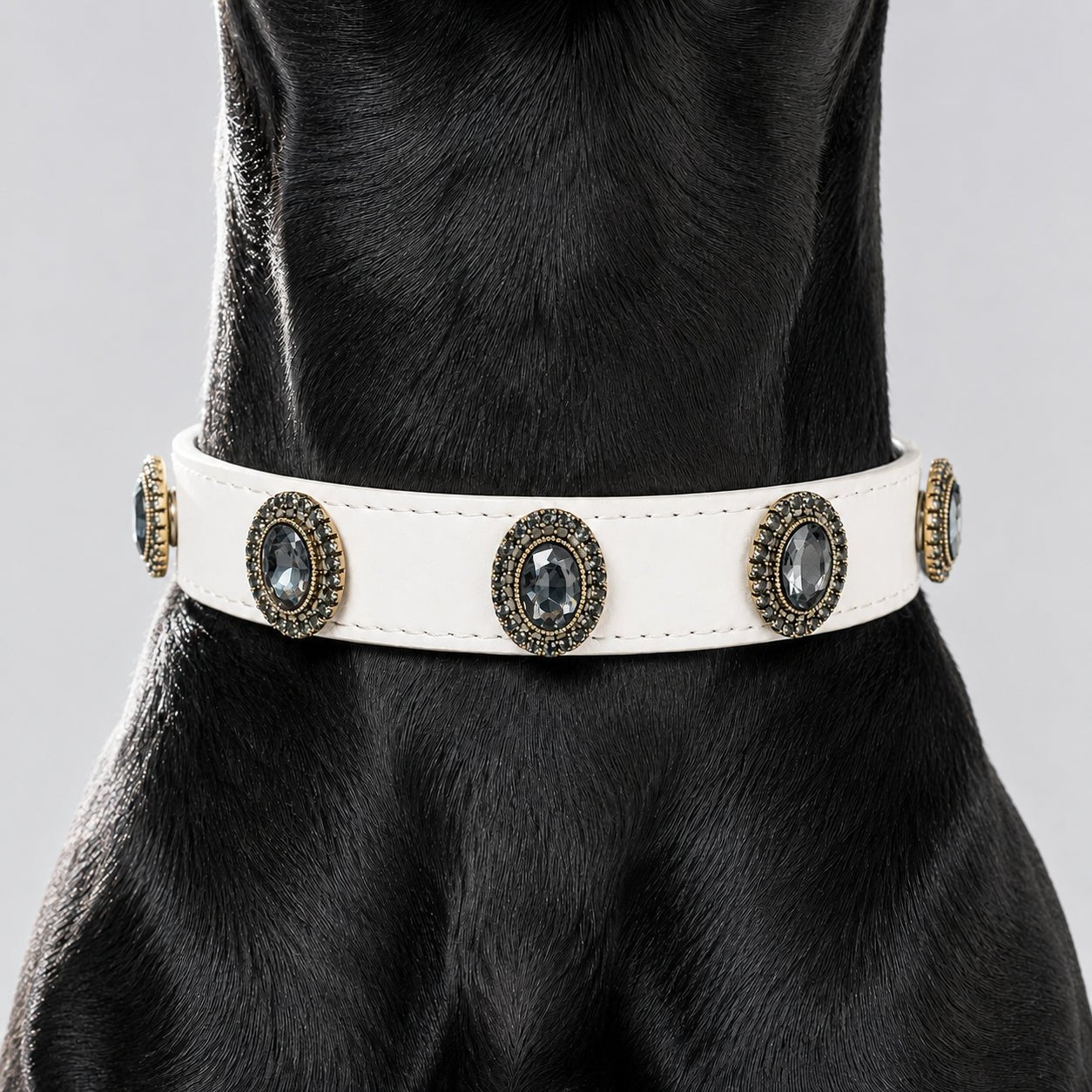 A Black Dog with Personalized Dog Collar and Midnight Gem Interchangeable Charms