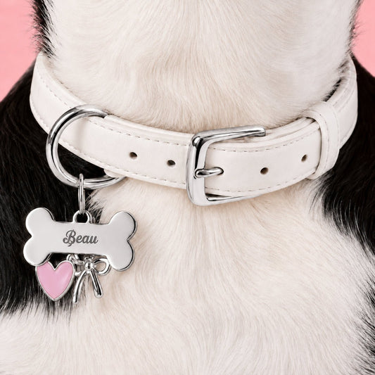 A white dog with Personalized Bone Shape ID Tag Dog Collar 