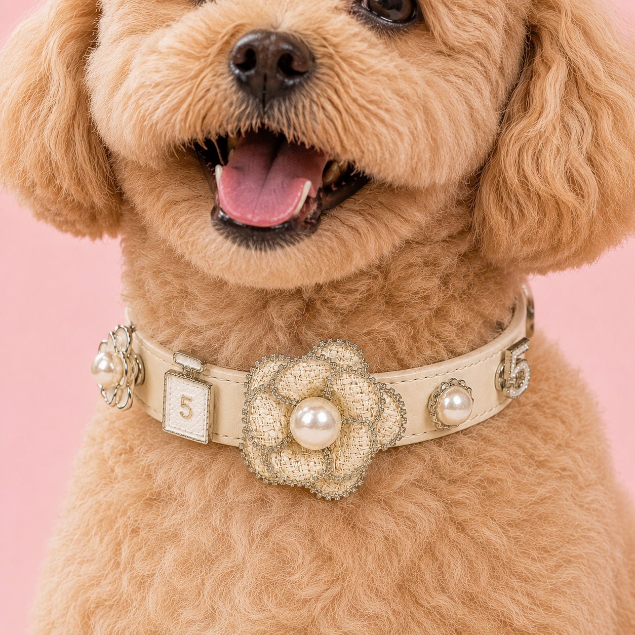 A Teddy with Personalized Dog Collar  and  White Camellia Interchangeable Charms 