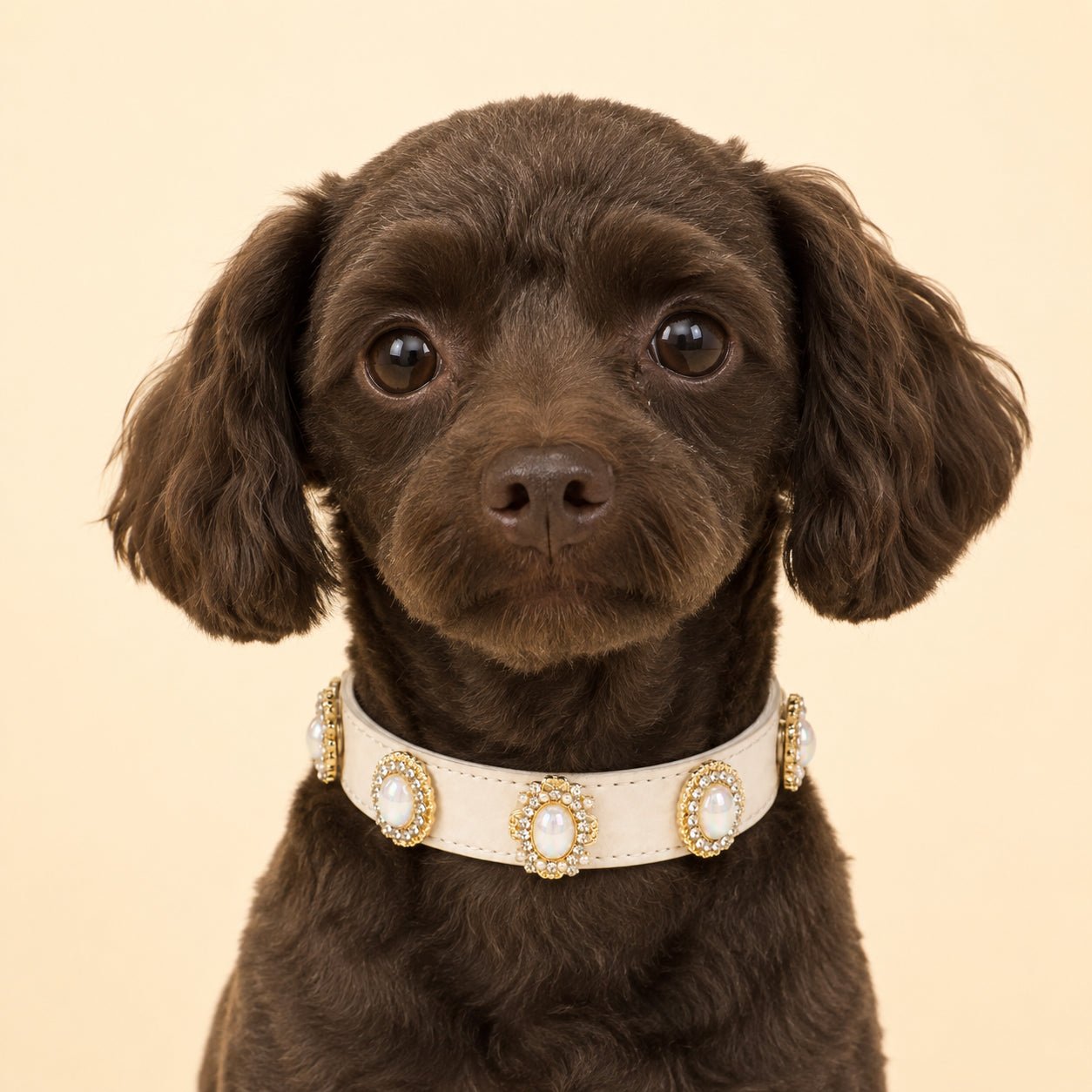 A grey small dog withPersonalized Dog Collar and white baroque Interchangeable Charms