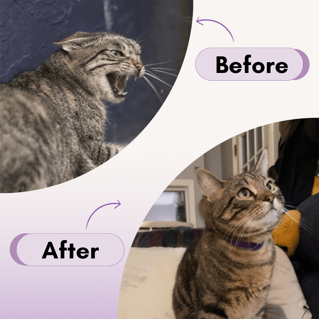 Pheromones Cat Calming Collar - PawPaw Palace - 