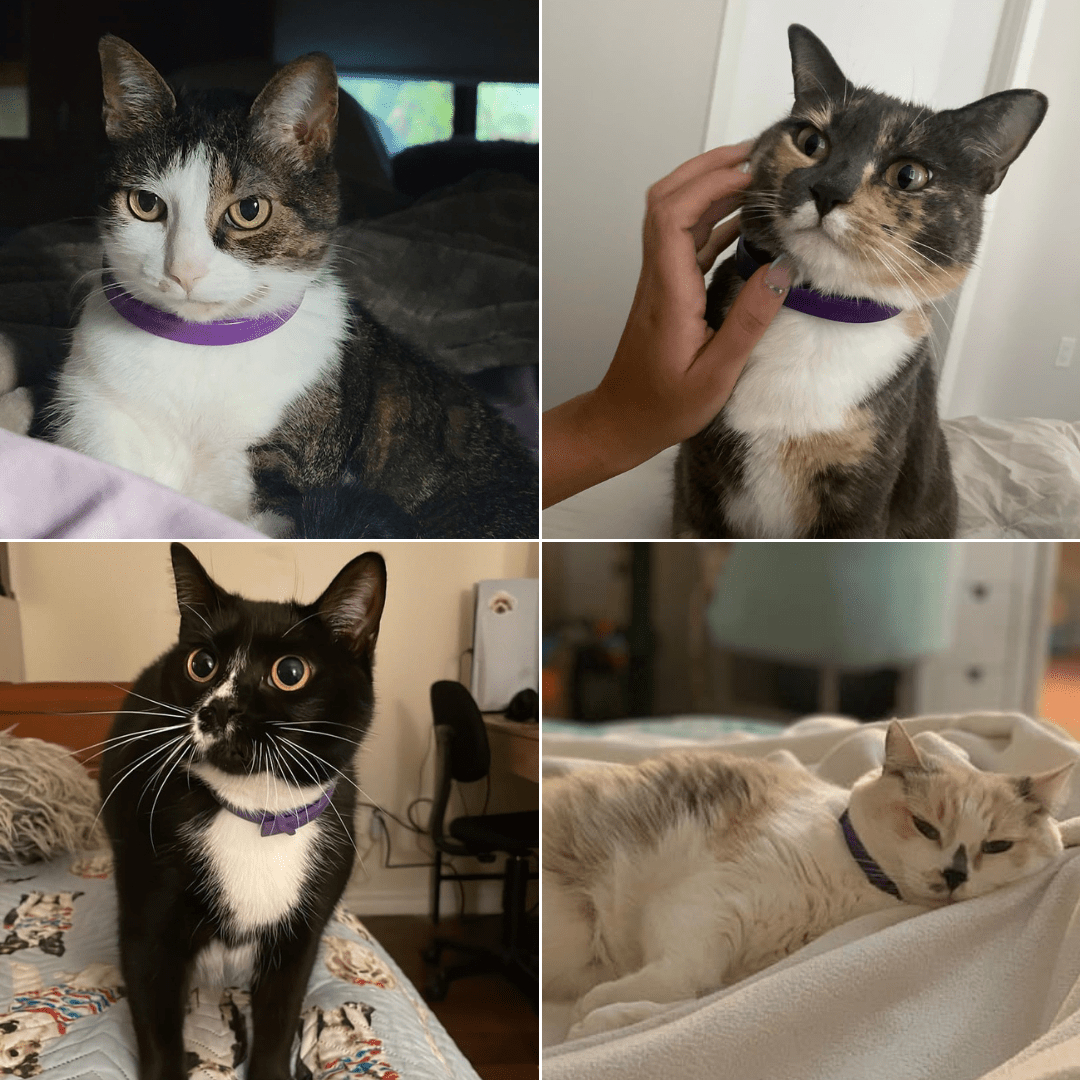 Pheromones Cat Calming Collar - PawPaw Palace - 